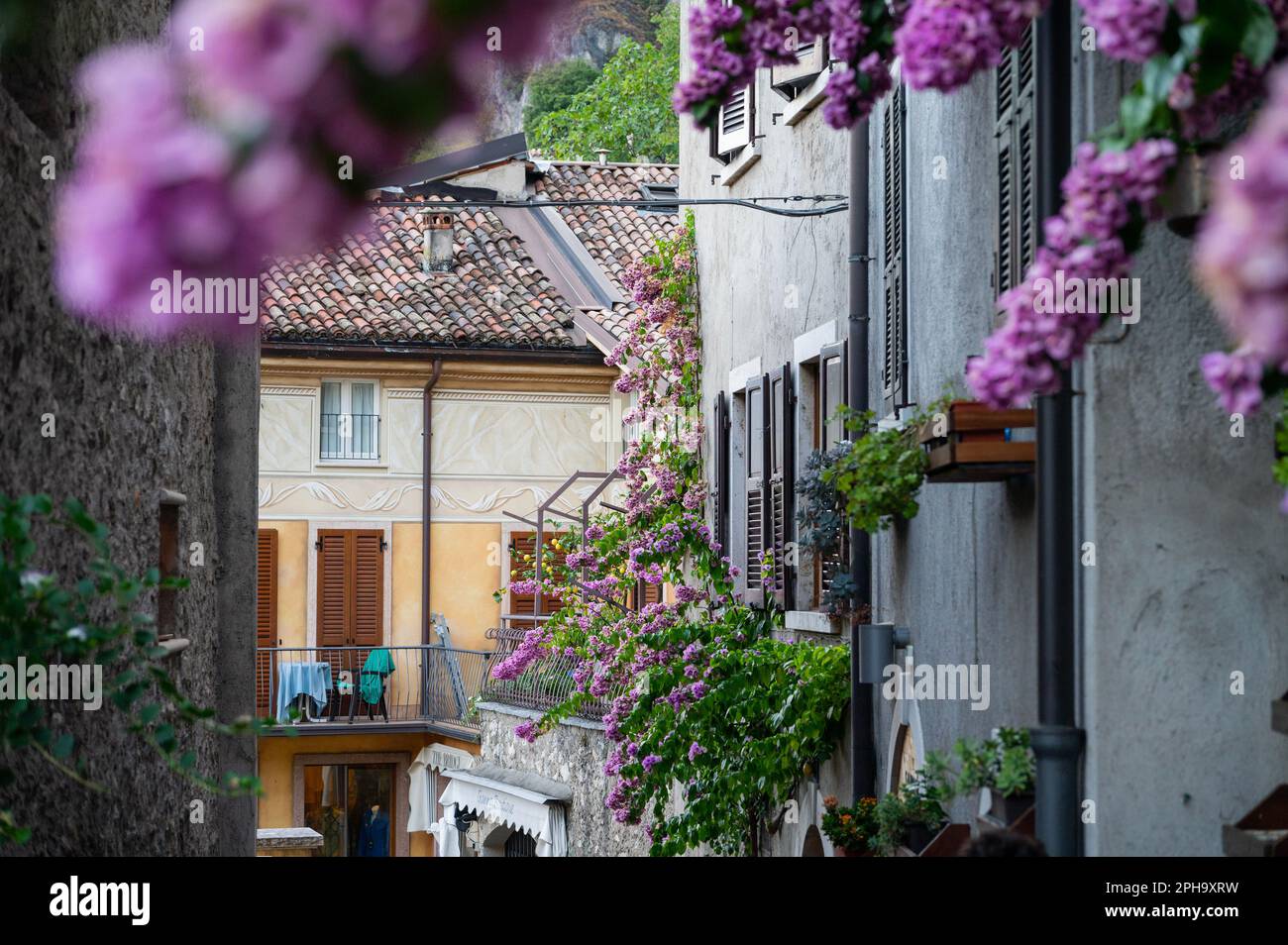 Pretty Streets Covered In Flowers Of Old Limone Sul Garde A Popular pretty-streets-covered-in-flowers-of-old-limone-sul-garde-a-popular