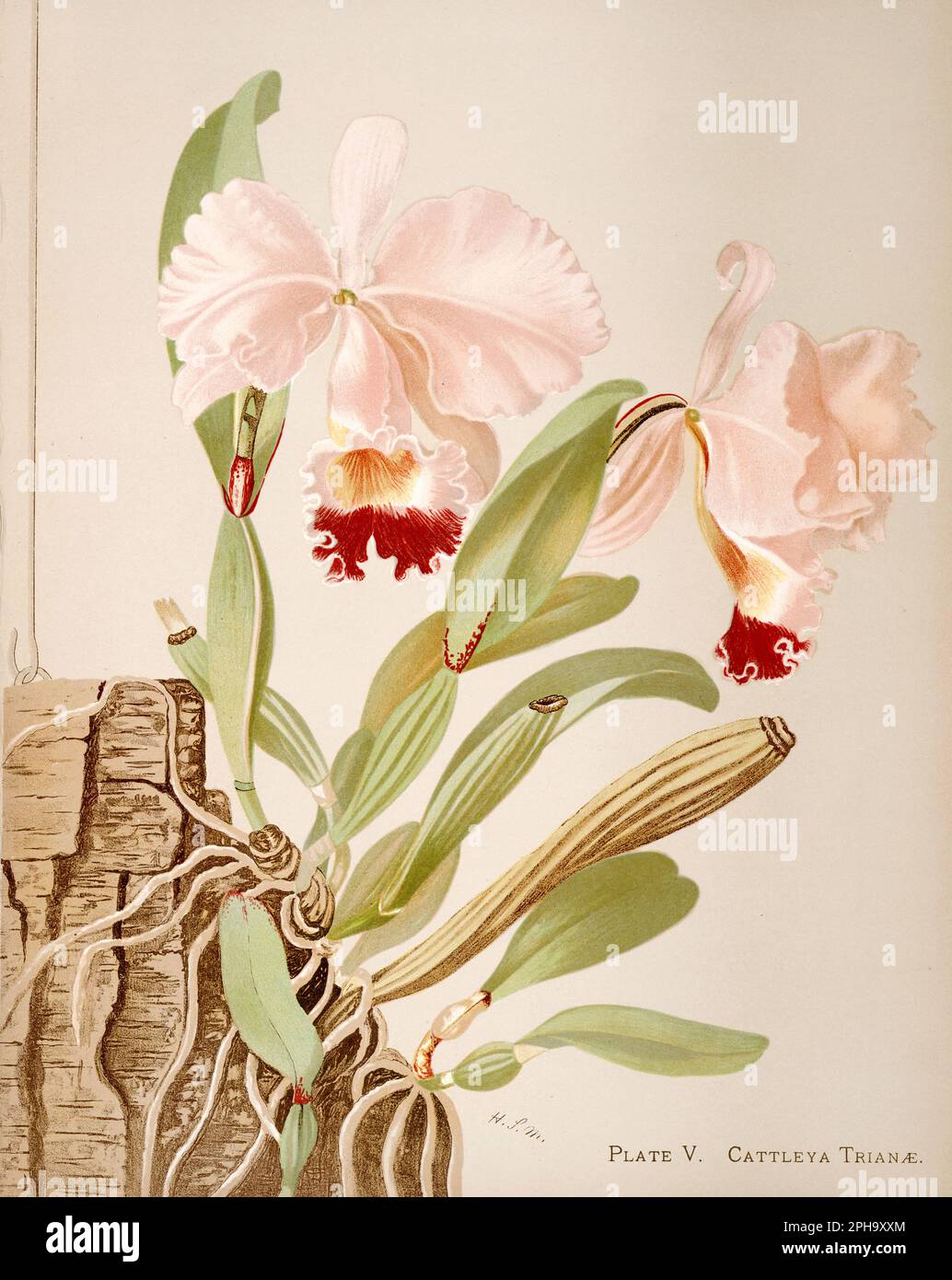 Antique Orchid illustration. ca1885. Cattleya Triane Stock Photo