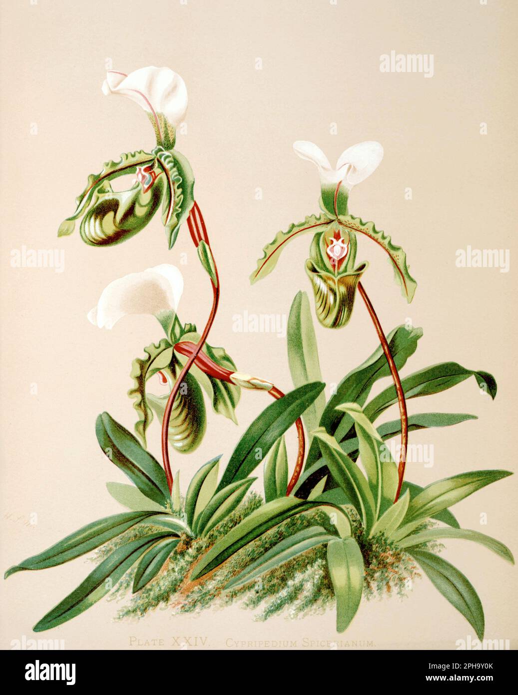 Antique Orchid illustration. ca1885. Cypripedium Spicerianum Stock Photo