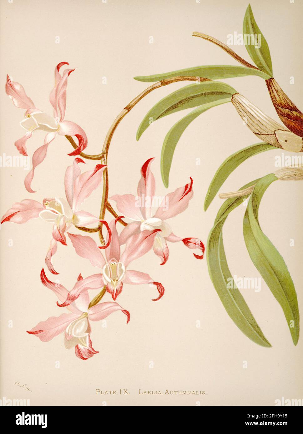 Antique Orchid illustration. ca1885. Laelia Autumnalis Stock Photo