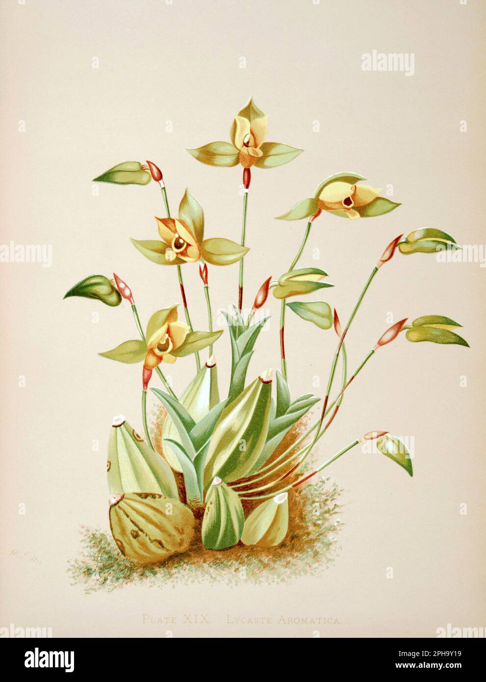 Antique Orchid illustration. ca1885. Lycaste Aromatica Stock Photo