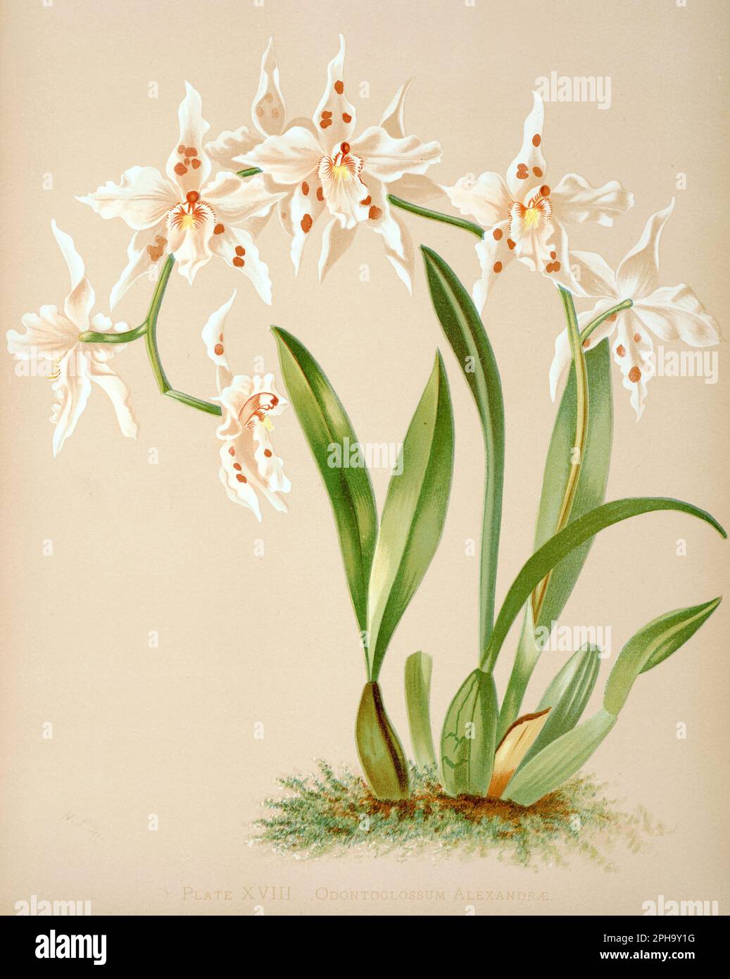 Antique Orchid illustration. ca1885. Odontoglosum Alexandrae Stock Photo