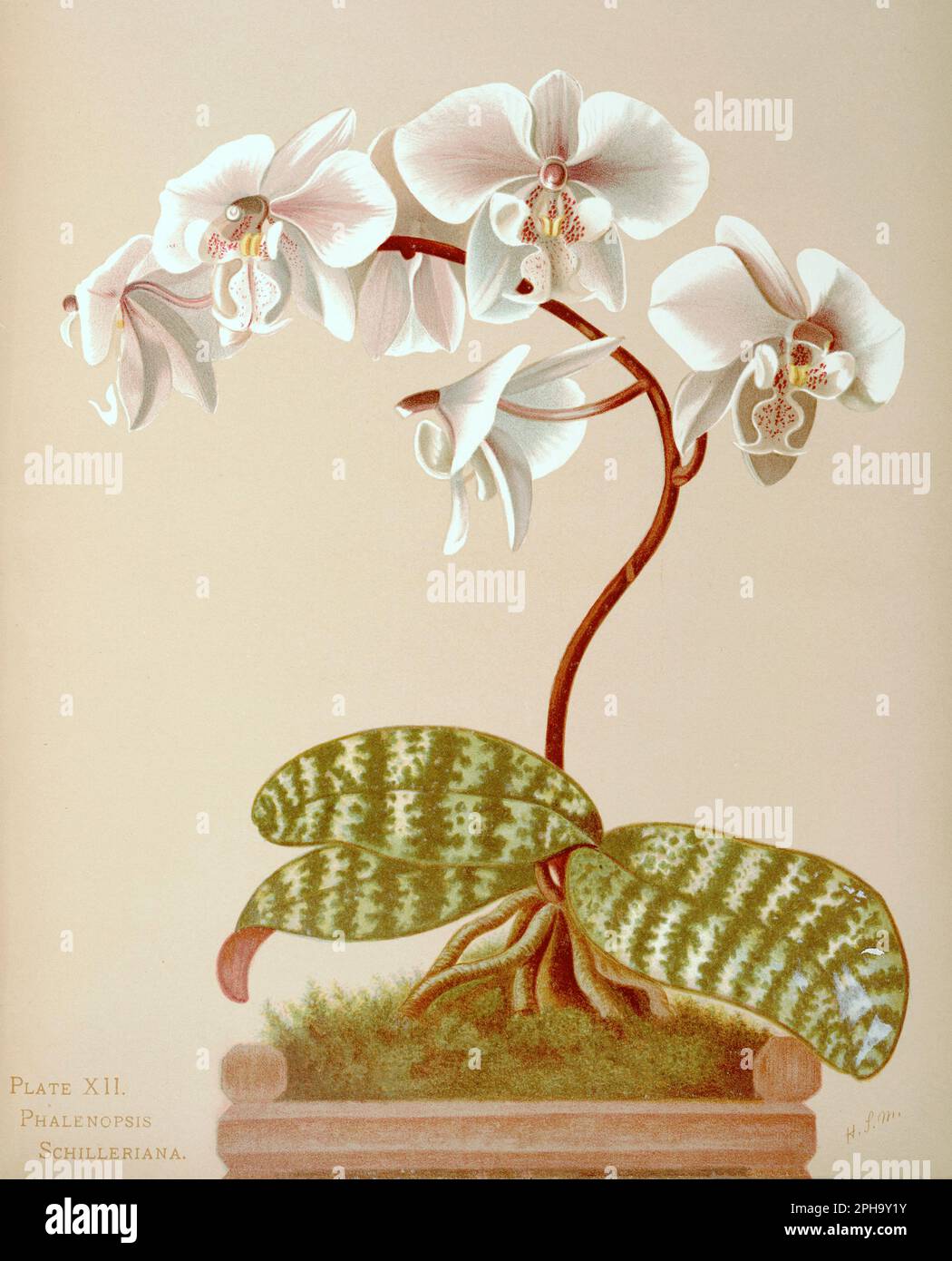 Antique Orchid illustration. ca1885. Phalenopsis Schilleriana Stock Photo