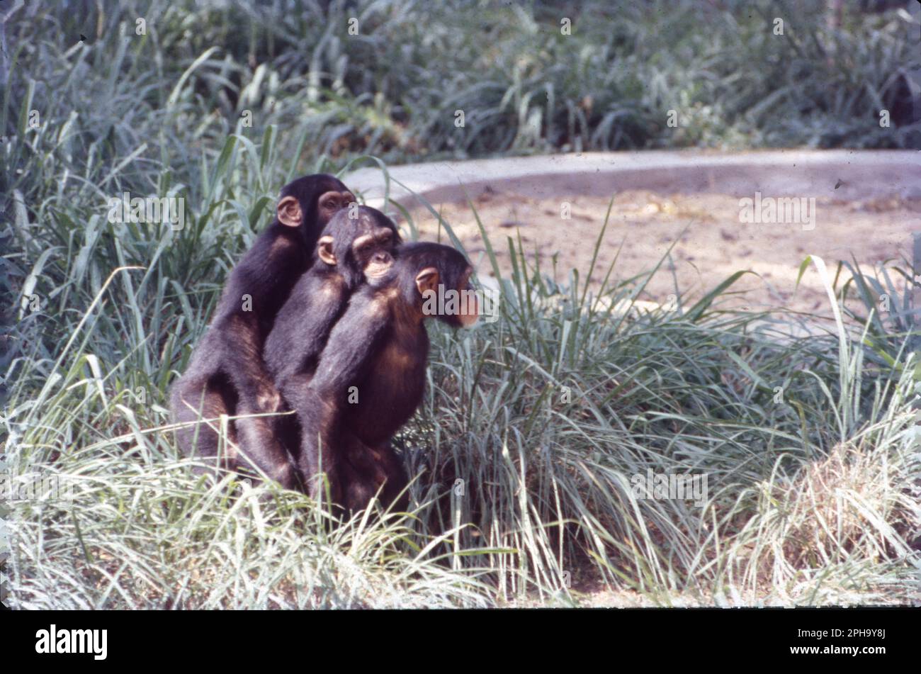 The chimpanzee also known as simply the chimp, is a species of great