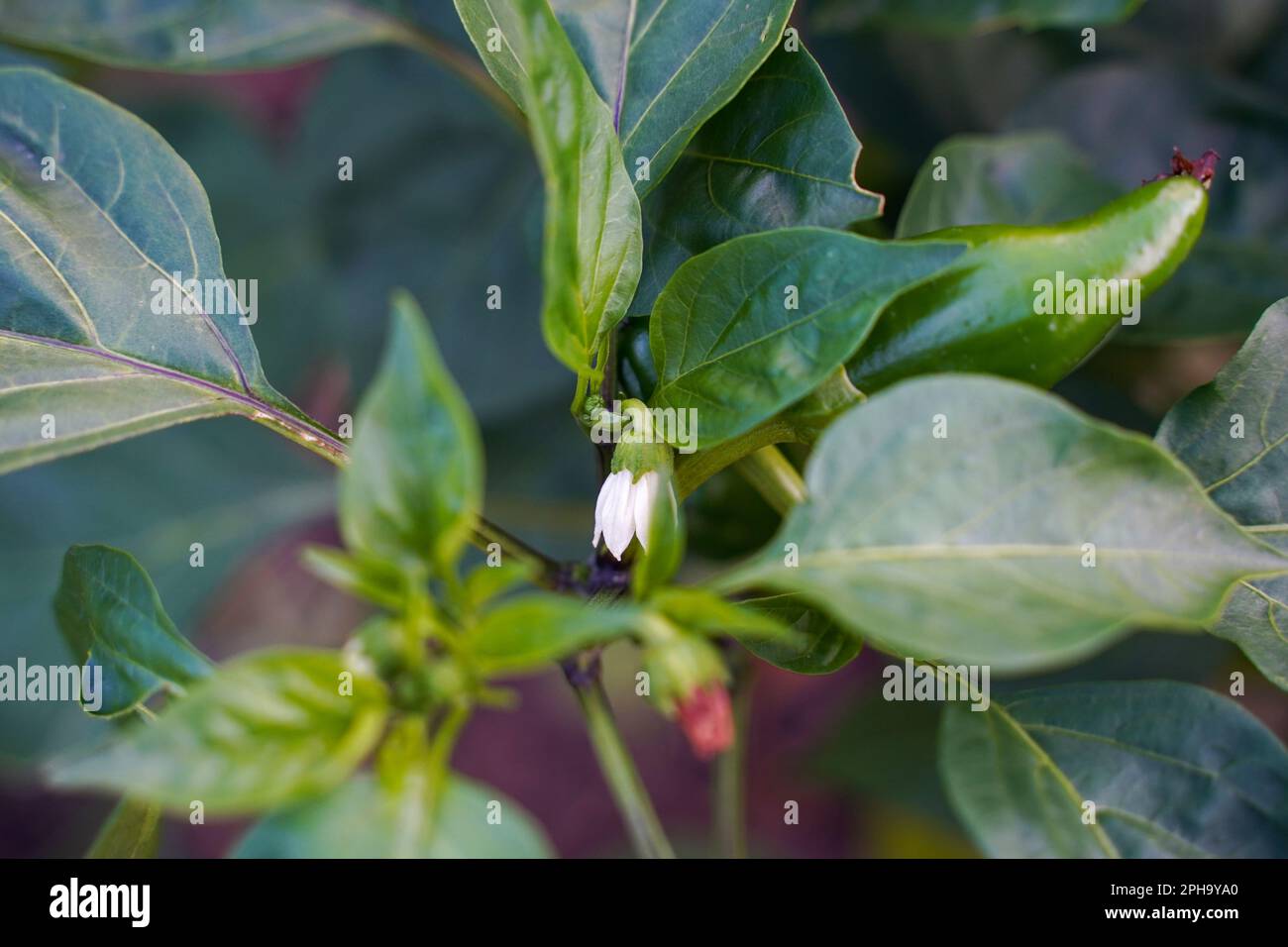 White flower of pepper and juicy green leaves, selective focus. Flower bell pepper among green leaves in the garden. The first flowers of planted Stock Photo