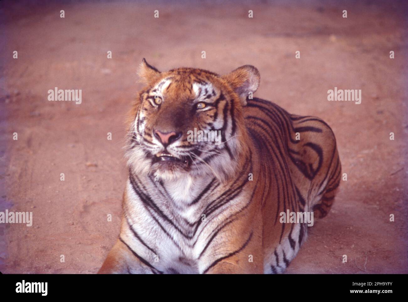 Tigers in India constitute more than 70 of the global population of