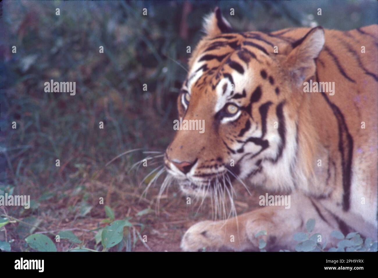 Tigers in India constitute more than 70 of the global population of