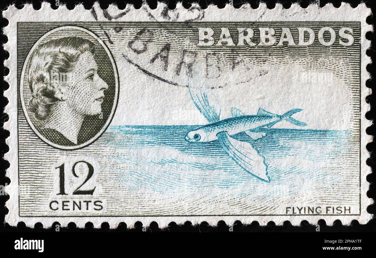 Beautiful flying flish on a vintage postage stamp of Barbados Stock Photo