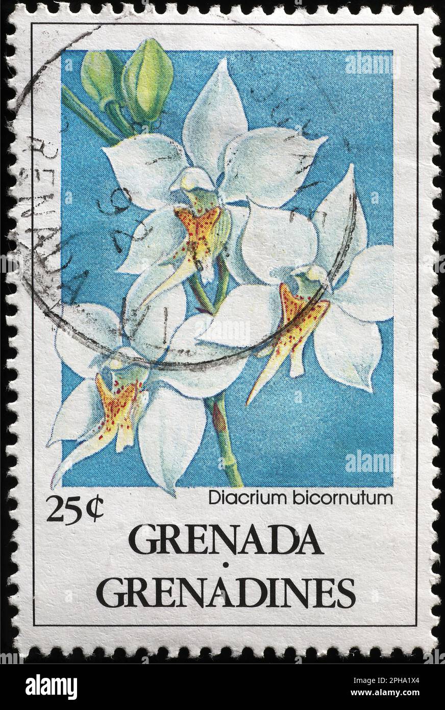 Beautiful white orchids on postage stamp of Grenada Stock Photo