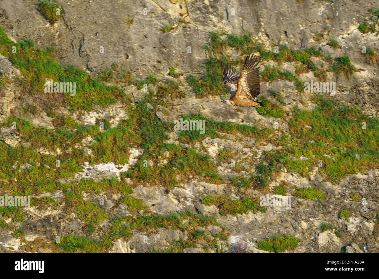 Griffon vulture flying among the granite rocks at sunrise Stock Photo