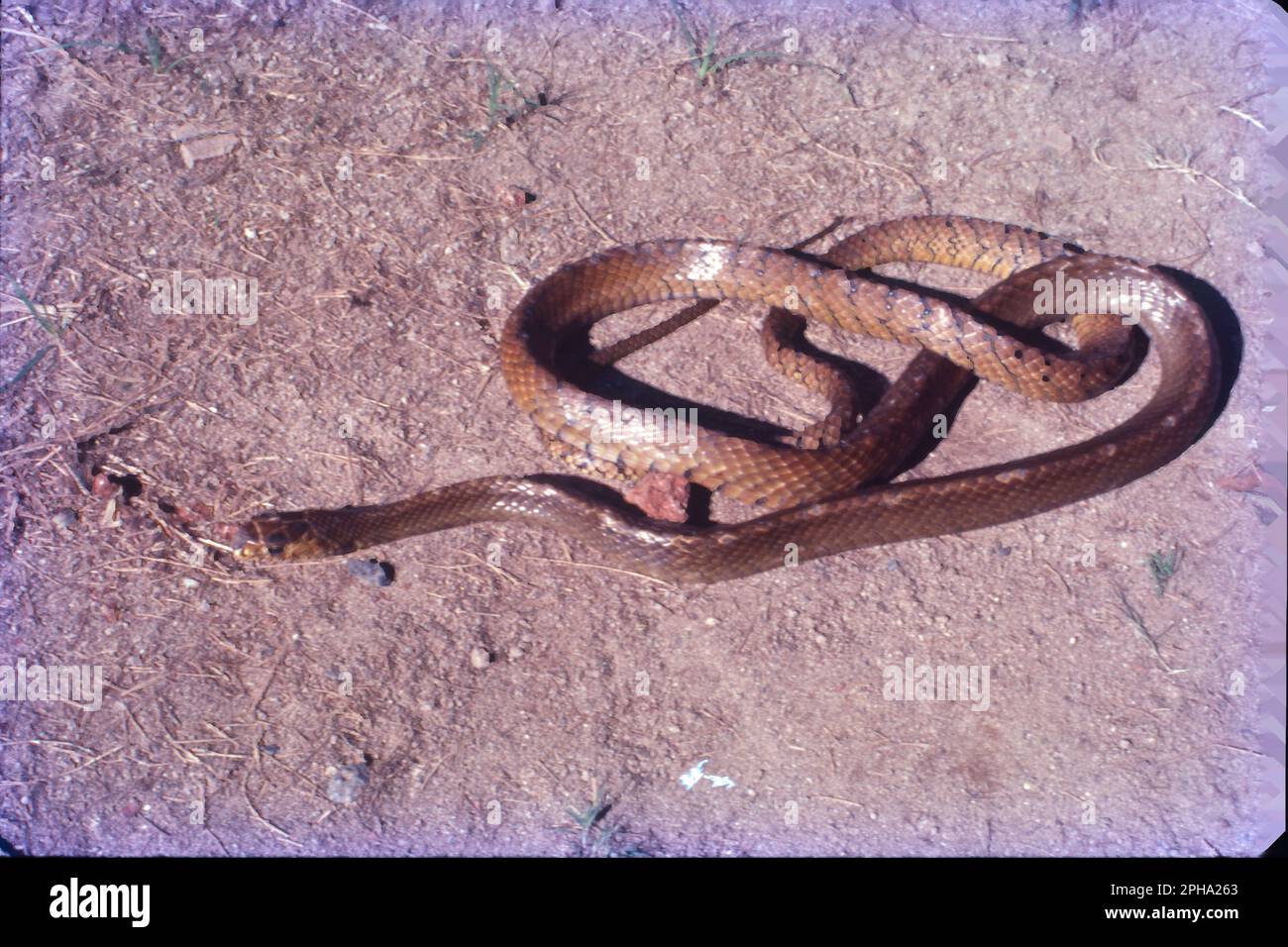 spectacled cobra (Naja naja), saw-scaled viper (Echis carinatus), Russell's viper (Daboia russelii) and common krait (Bungarus caeruleus). Stock Photo