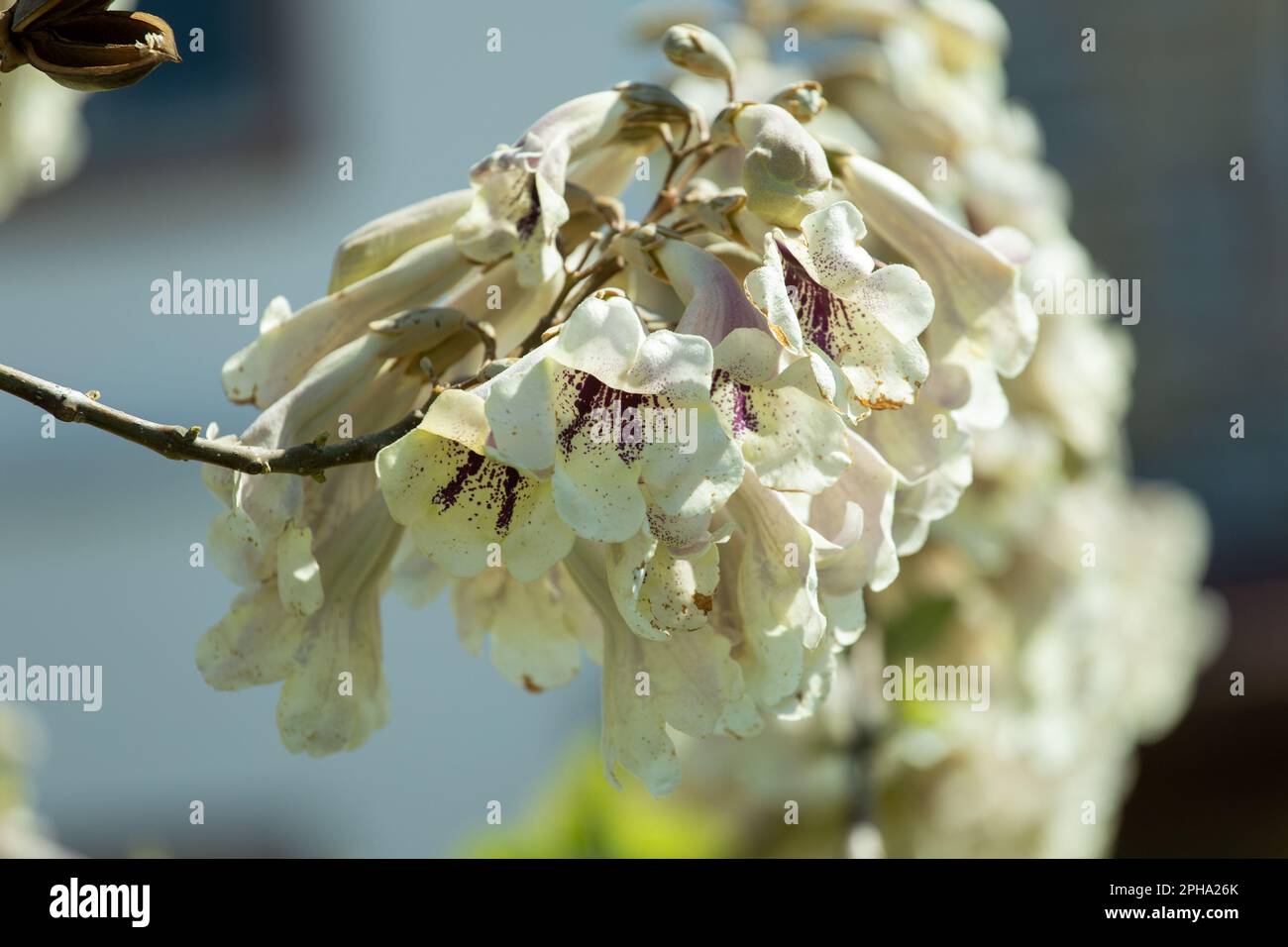 White flowers of paulownia tree blossoming in the park, spring. Stock Photo