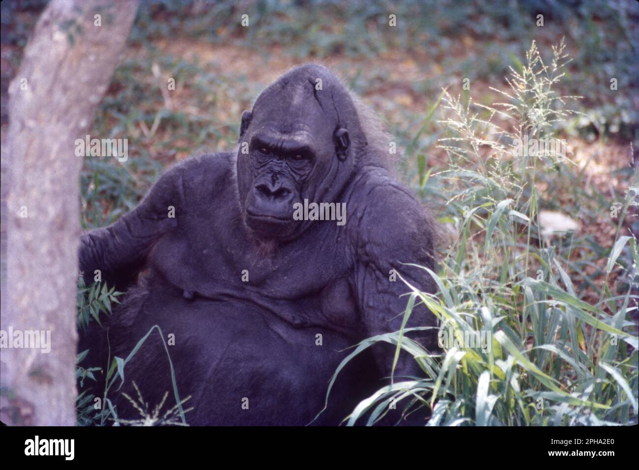 The chimpanzee also known as simply the chimp, is a species of great