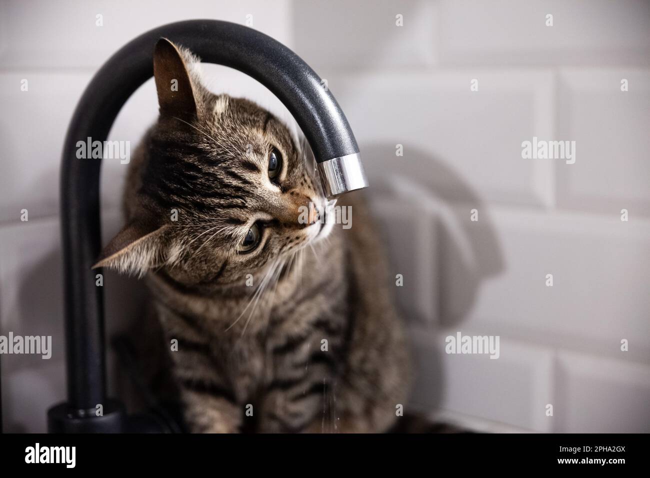 Tabby cat drinking from the tab hires stock photography and images Alamy