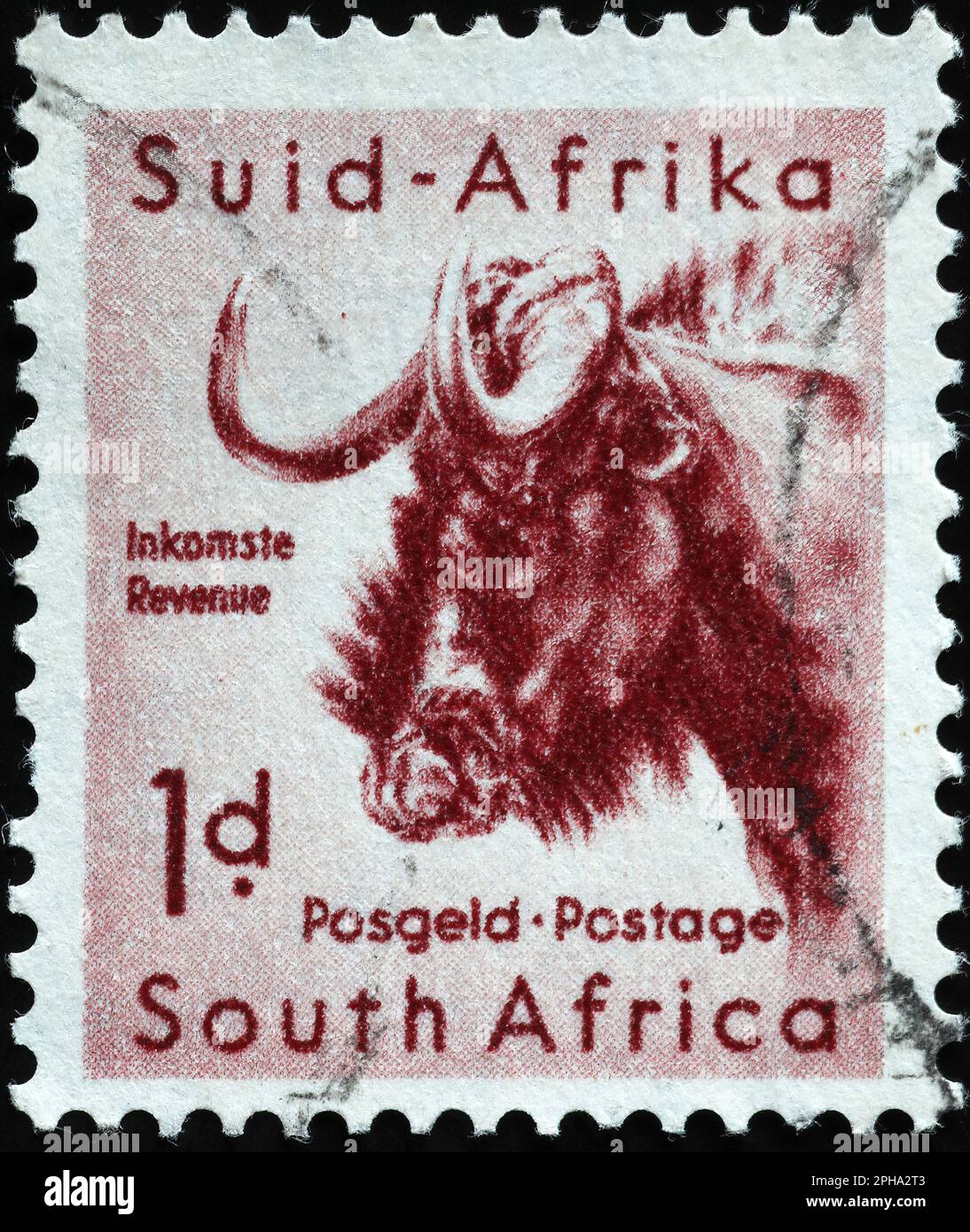 Black wildebeest on old south african postage stamp Stock Photo