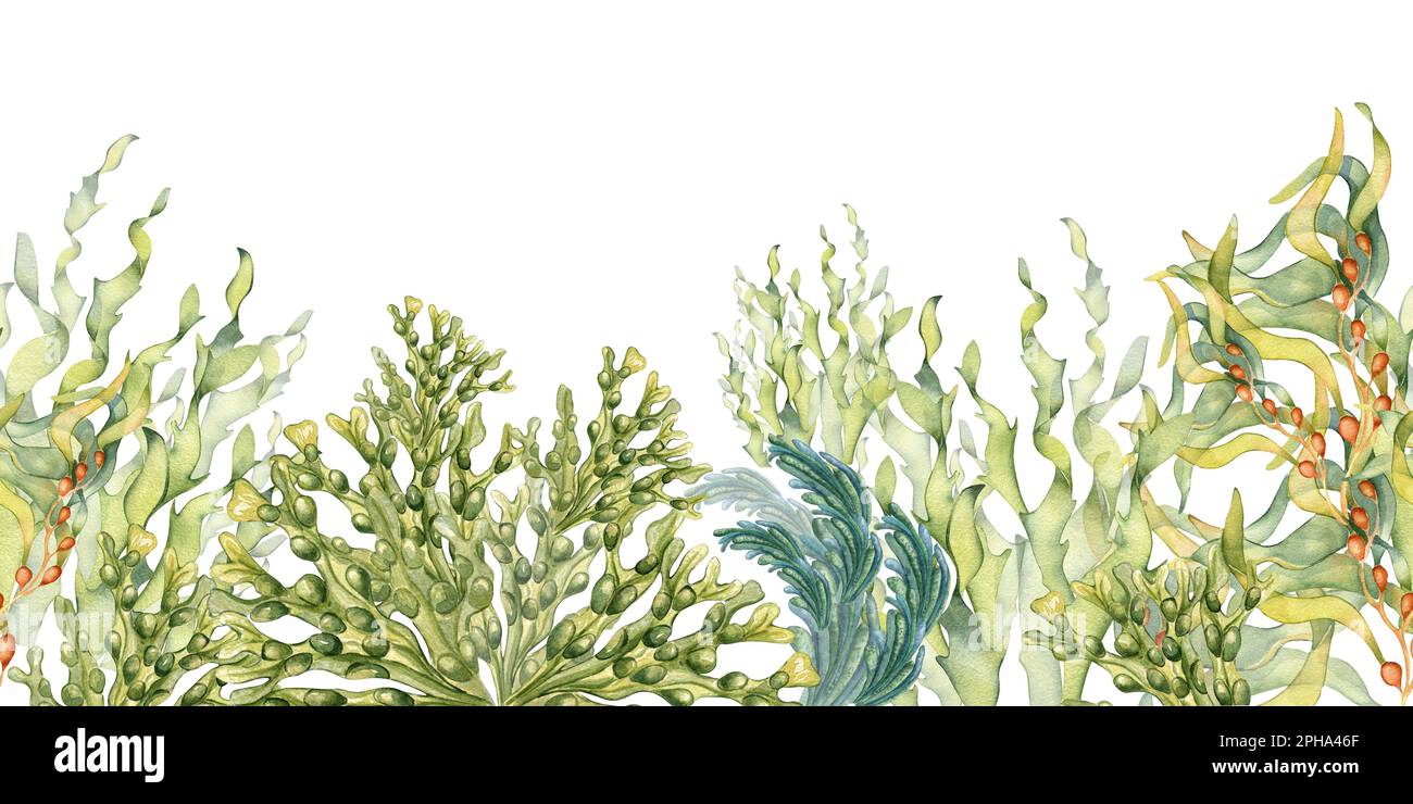Seamless banner of colorful sea plants watercolor illustration isolated on white. Laminaria, kelp, seaweeds hand drawn. Design element for signboard, Stock Photo