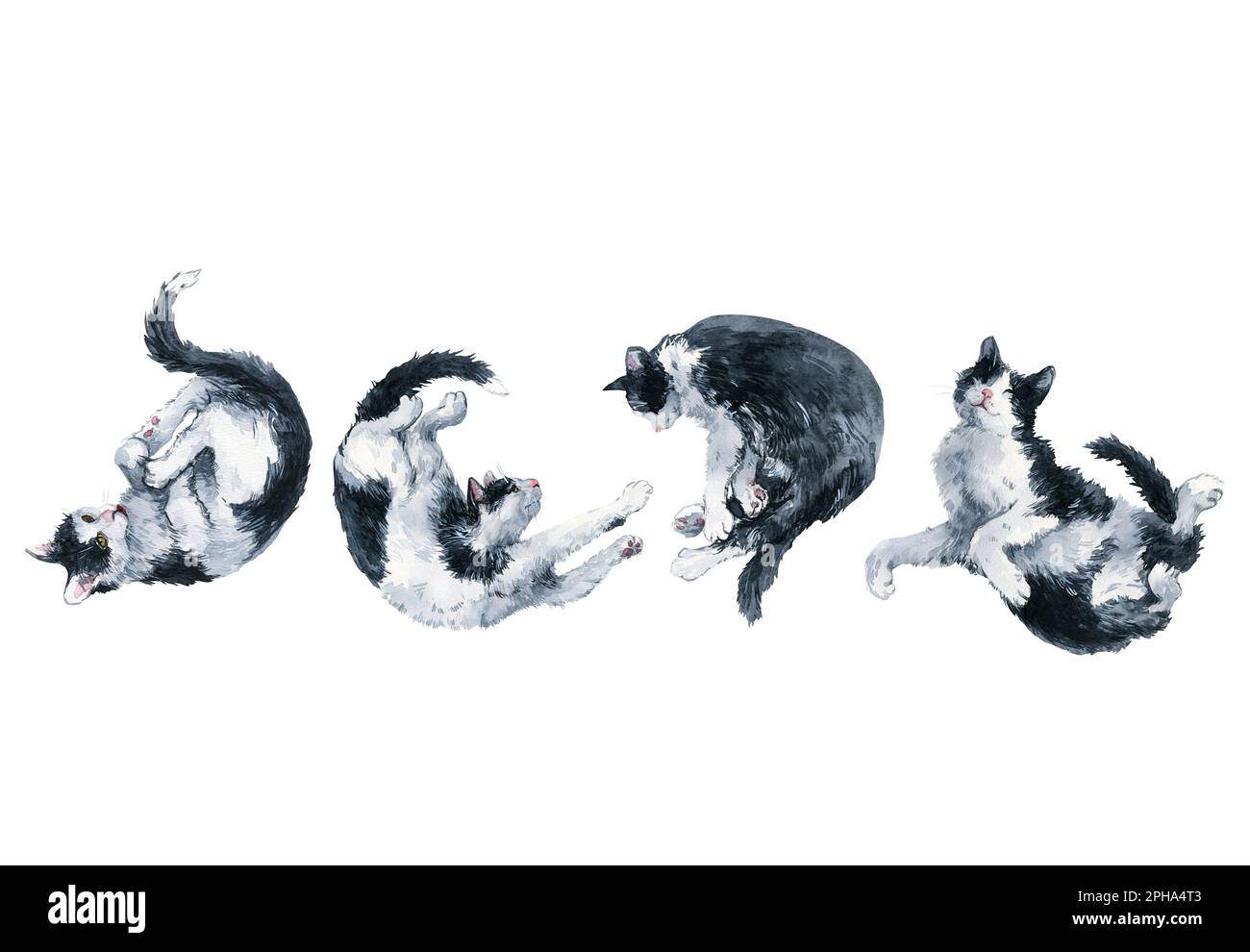 Set bicolor black and white cats stretching poses. Watercolor painting clipping path isolated on white background. Graphic for fabric, T-shirt, postca Stock Photo