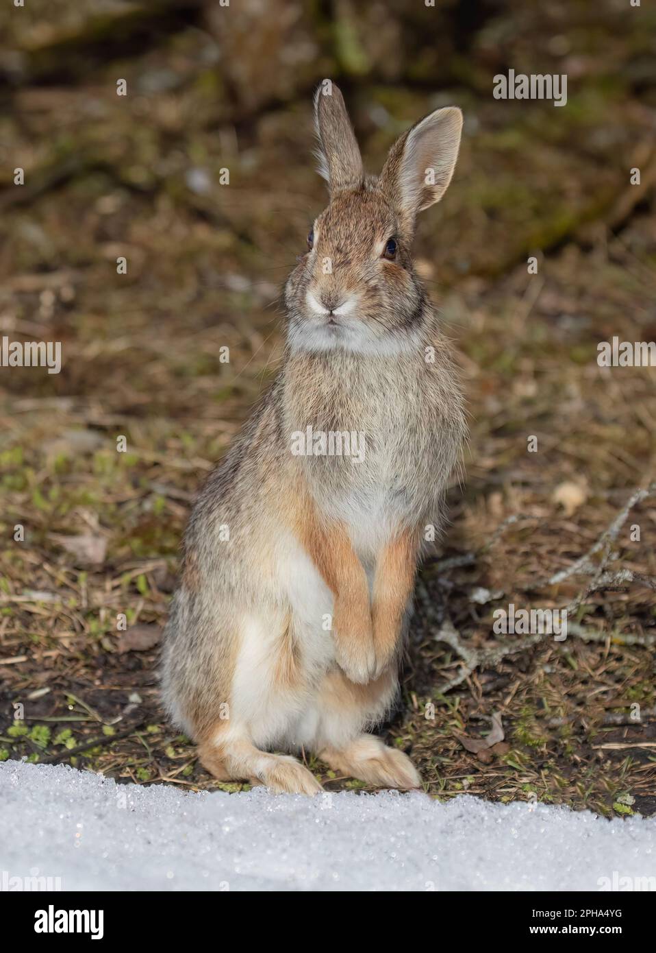 Eastern cottontail rabbit standing on its hind legs in a winter forest. Stock Photo