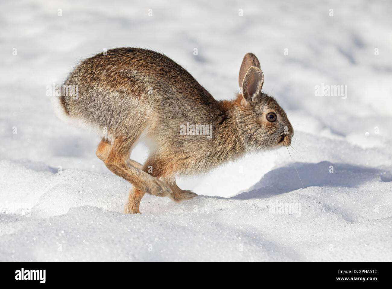 Eastern cottontail rabbit hopping along in the winter snow. Stock Photo