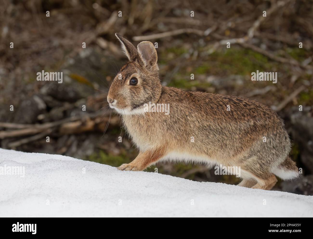 Eastern cottontail rabbit hopping along in the winter snow. Stock Photo