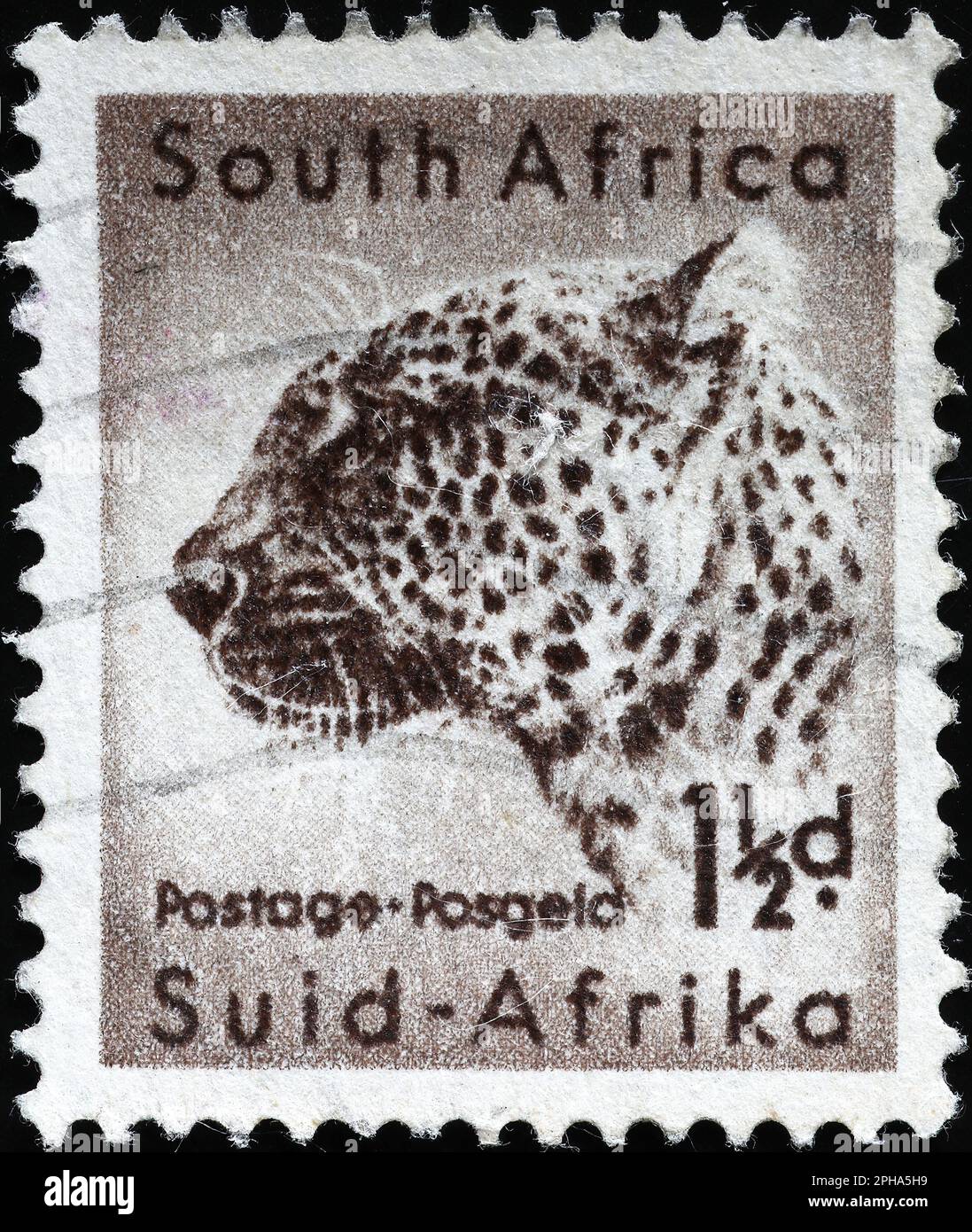 Leopard portrait on vintage south african stamp Stock Photo
