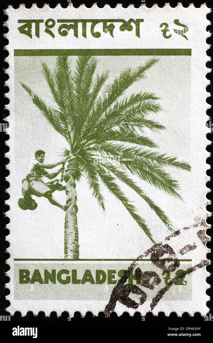 Man climbing a palm tree on postage stamp of Bangladesh Stock Photo