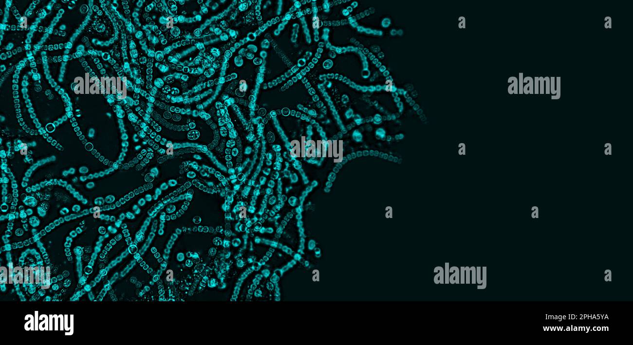 Probiotics, lactic acid bacteria. Bacteria and microorganisms. Microscopic probiotics, bacterial flora Stock Photo