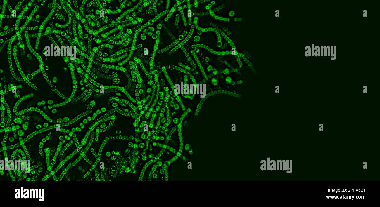 Probiotics, lactic acid bacteria. Bacteria and microorganisms. Microscopic probiotics, bacterial flora Stock Photo