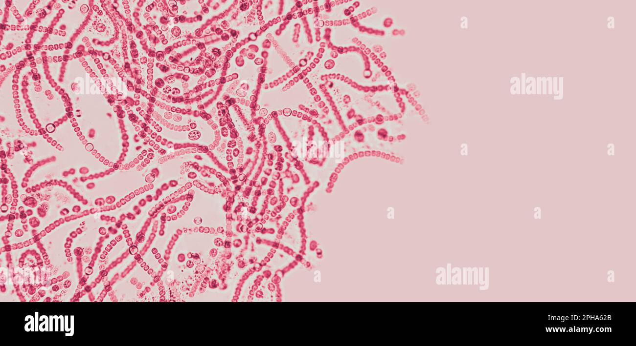 Probiotics, lactic acid bacteria. Bacteria and microorganisms. Microscopic probiotics, bacterial flora Stock Photo