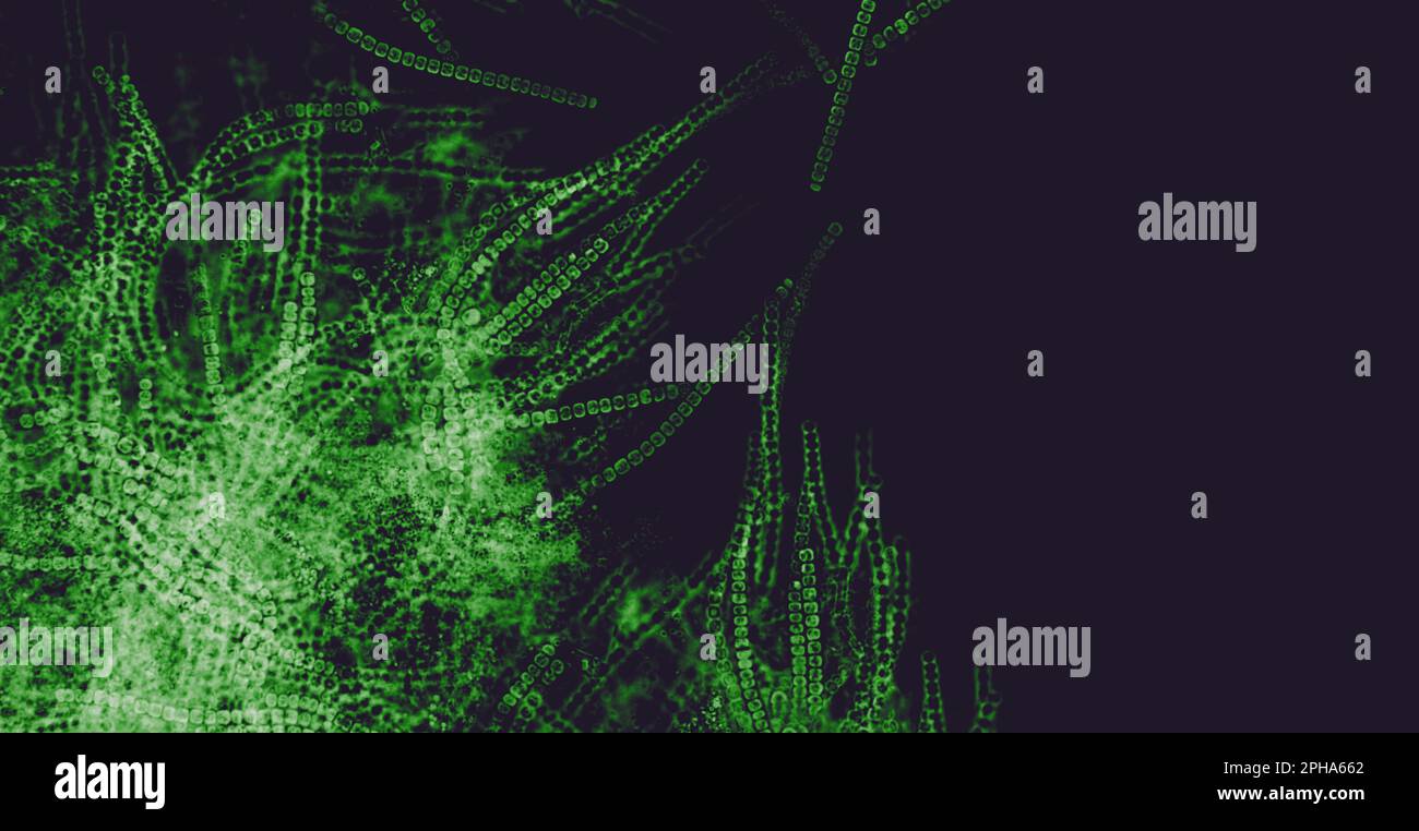 Blue green algae under microscopic view, cyanobacteria, gramnegative