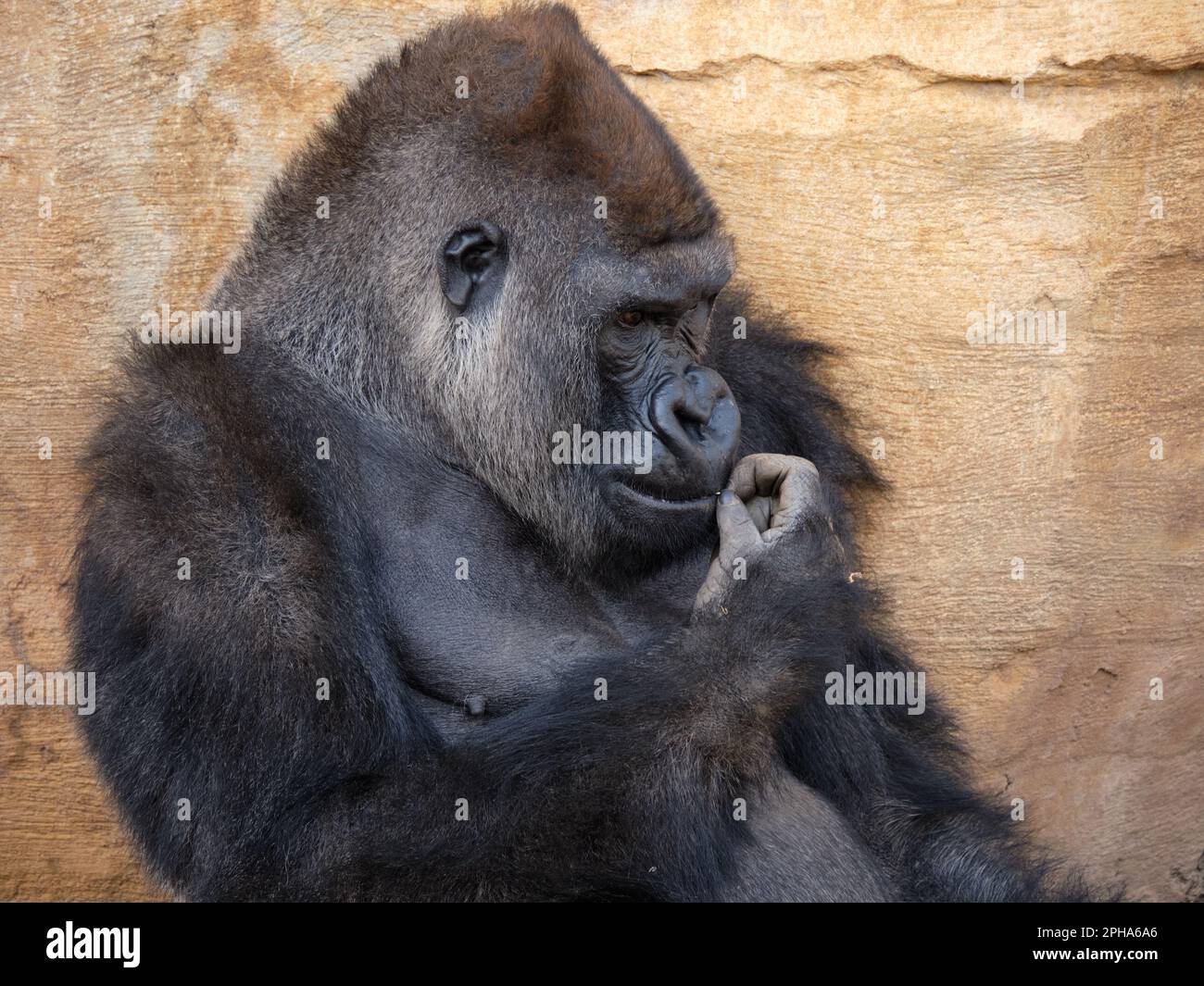 Western lowland gorilla (Gorilla gorilla gorilla). Zoo Bioparc Fuengirola, Málaga, Spain. Stock Photo