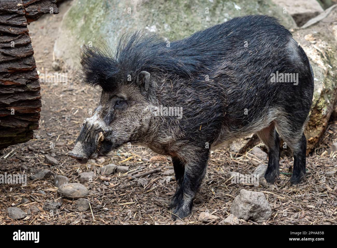 Rare visayan warty pig, Sus cebifrons negrinus Stock Photo Alamy