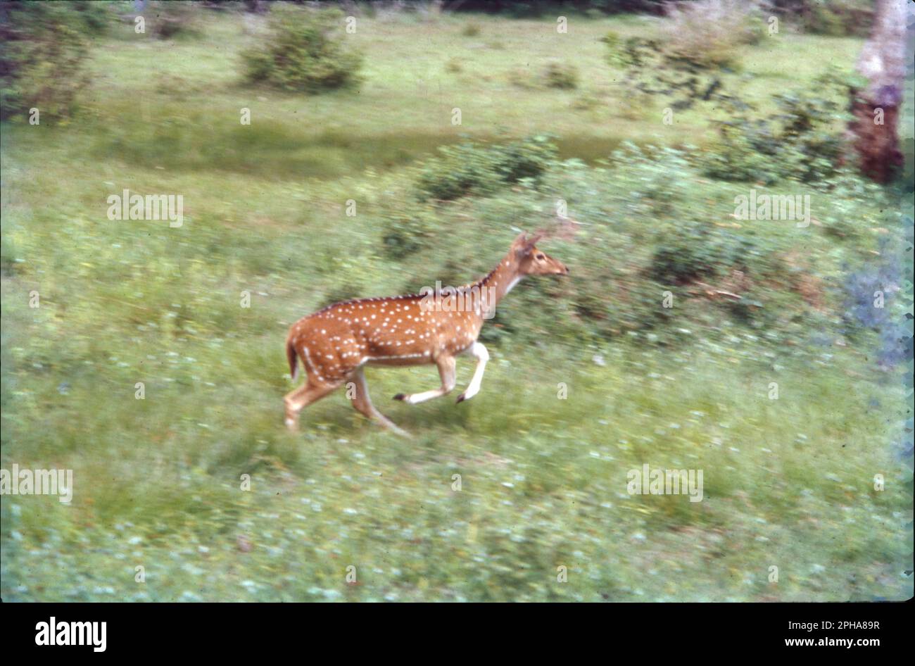 The spotted deer, or chital, is the most common deer species in Indian