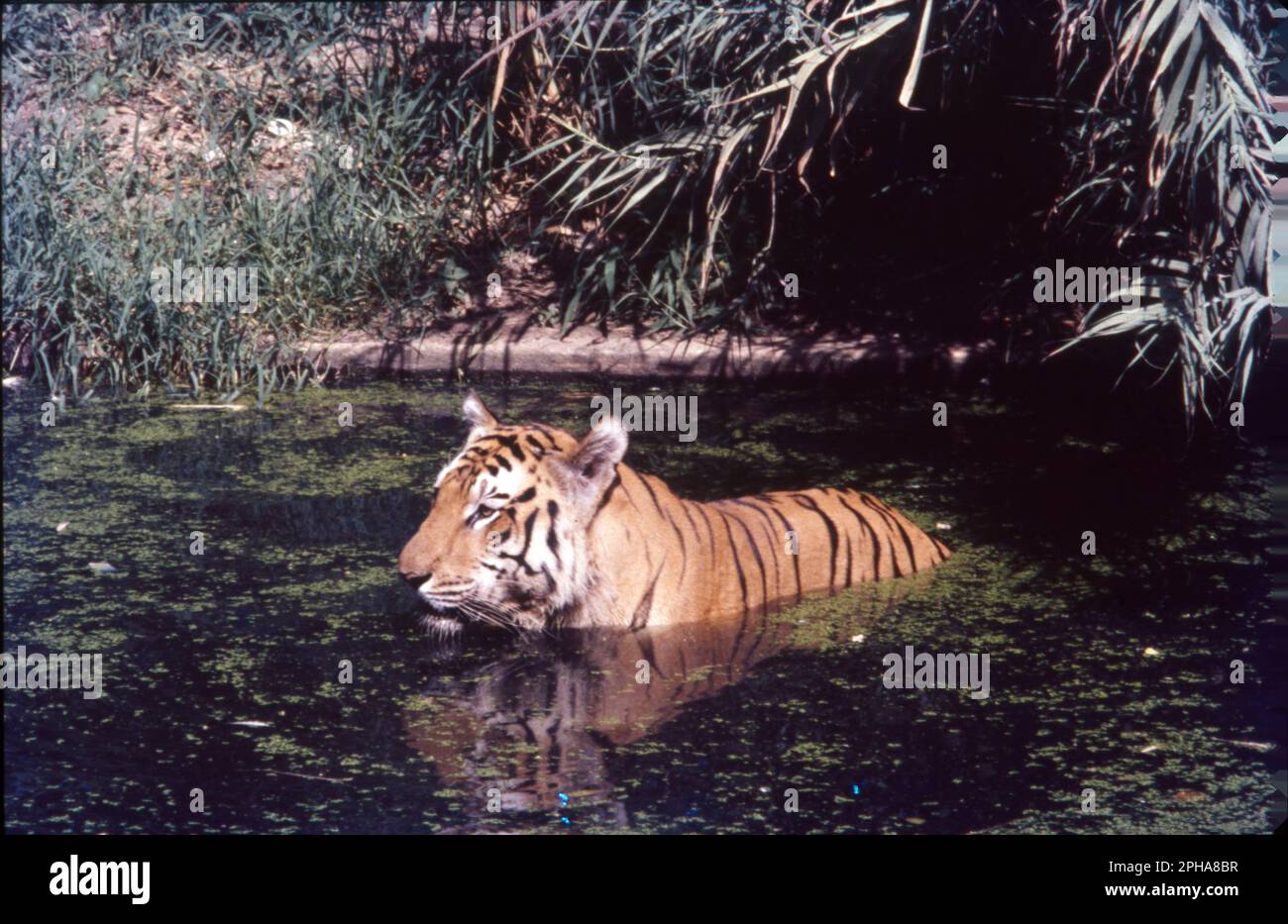 Tigers in India constitute more than 70% of the global population of tigers. Tiger is officially adopted as the National Animal of India. The Bengal tiger is a population of the Panthera tigris tigris subspecies and the nominate Tiger subspecies. It ranks among the biggest wild cats alive today. It is considered to belong to the world's charismatic megafauna. The magnificent tiger, Panthera tigris is a striped animal. It has a thick yellow coat of fur with dark stripes. The combination of grace, strength. Stock Photo