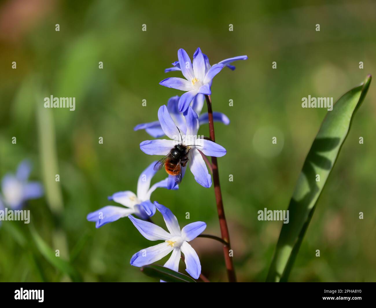 in the spring time, flowers are visited of insects Stock Photo - Alamy