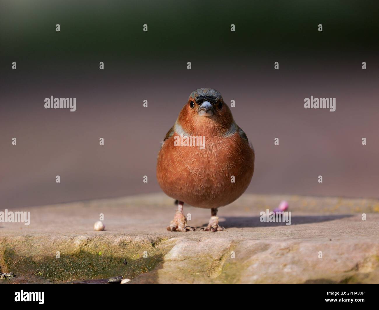 close up of a small standing bird Stock Photo