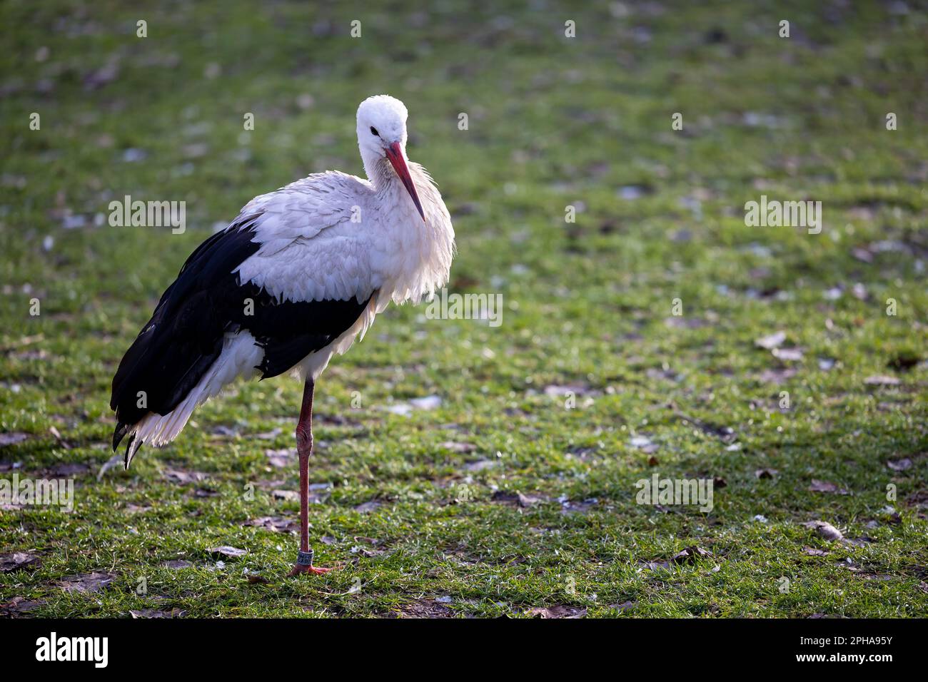 Storks walking on the grass in search of food. An enclosure for injured birds at the zoo Stock Photo