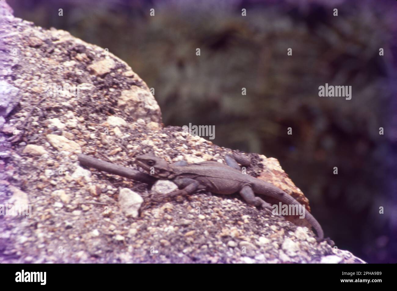 Lizards are a widespread group of squamate reptiles, with over 7,000 species, ranging across all continents except Antarctica, as well as most oceanic island chains. Scientific name: Lacertilia Stock Photo