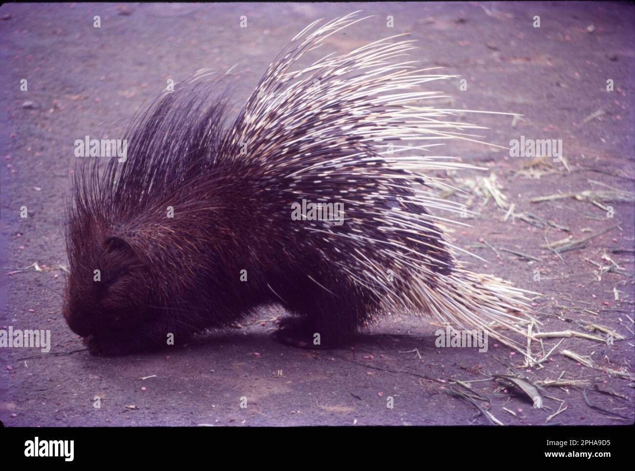 Porcupines are large rodents with coats of sharp spines, or quills
