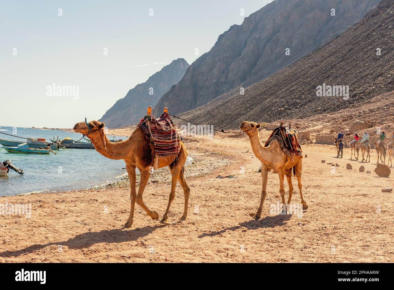 Camel caravan for tourists. A camelback Bedouin safari ride in Dahab. Egypt. Stock Photo