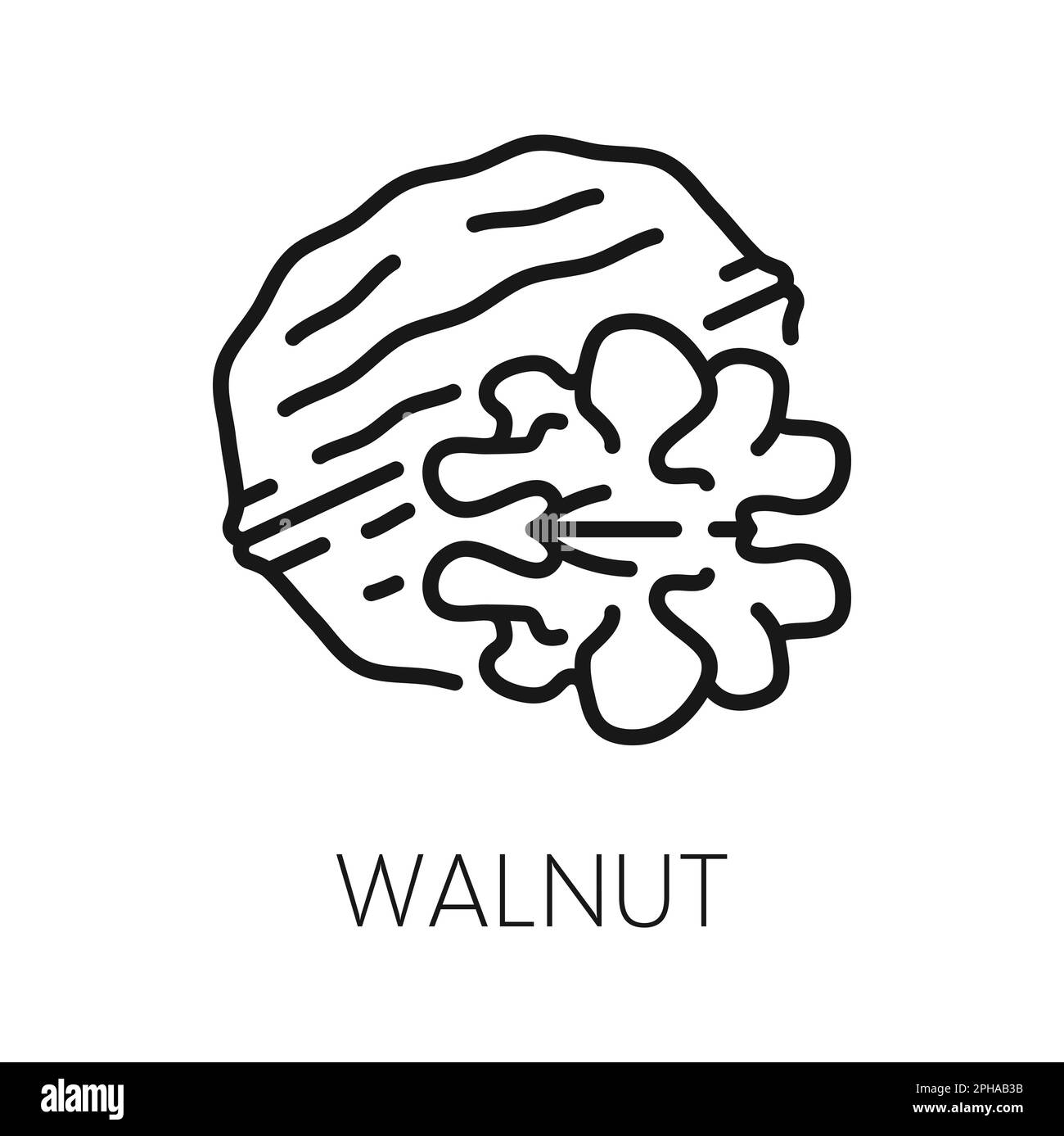 Walnut in shell, whole fruit in husky hardshell isolated outline icon. Vector walnut edible seed of drupe, nutrition organic food, vegetarian superfoo Stock Vector