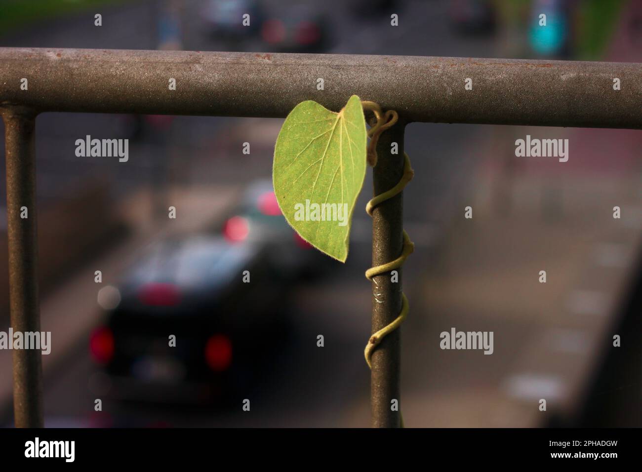 A closeup of a leaf growing on a rusty fence in a city - nature finding its way Stock Photo