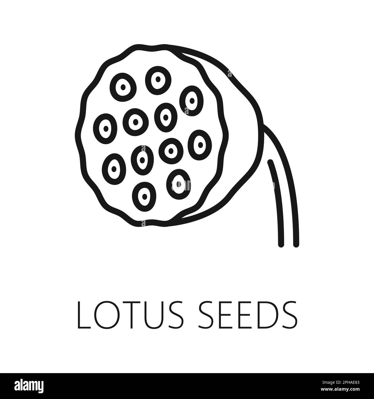 Lotus seed isolated outline icon. Vector organic healthy food thin line, seed pod medicine and asian oriental cuisine food Stock Vector