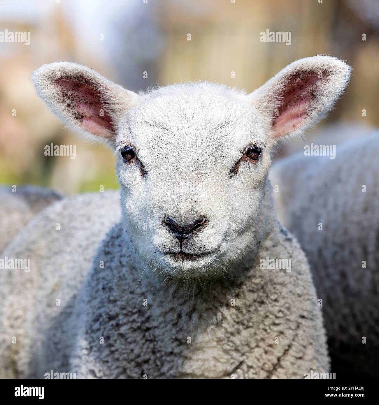 Lamb head portrait looking frank and cute, headshot in front view of a