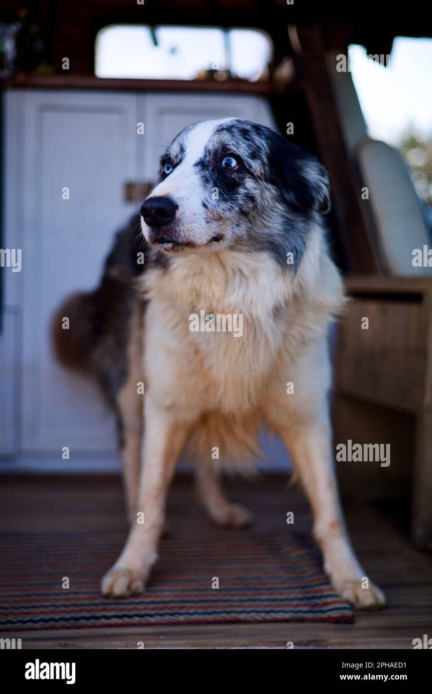 Premium Photo  A closeup shot of a spotted border collie blue merle dog  with heterochromia eyes