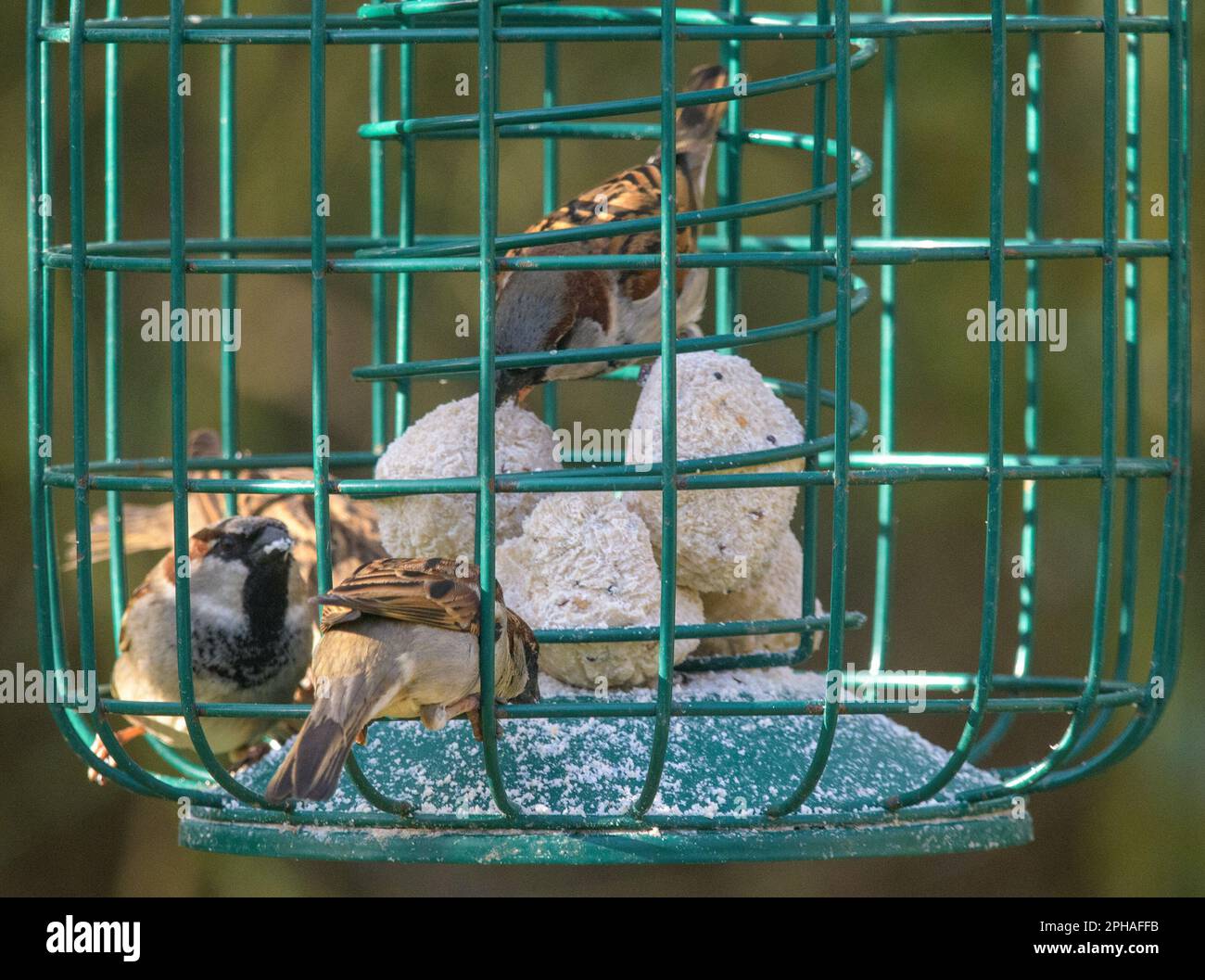 House sparrows on a bird feeder(passer domesticus Stock Photo Alamy