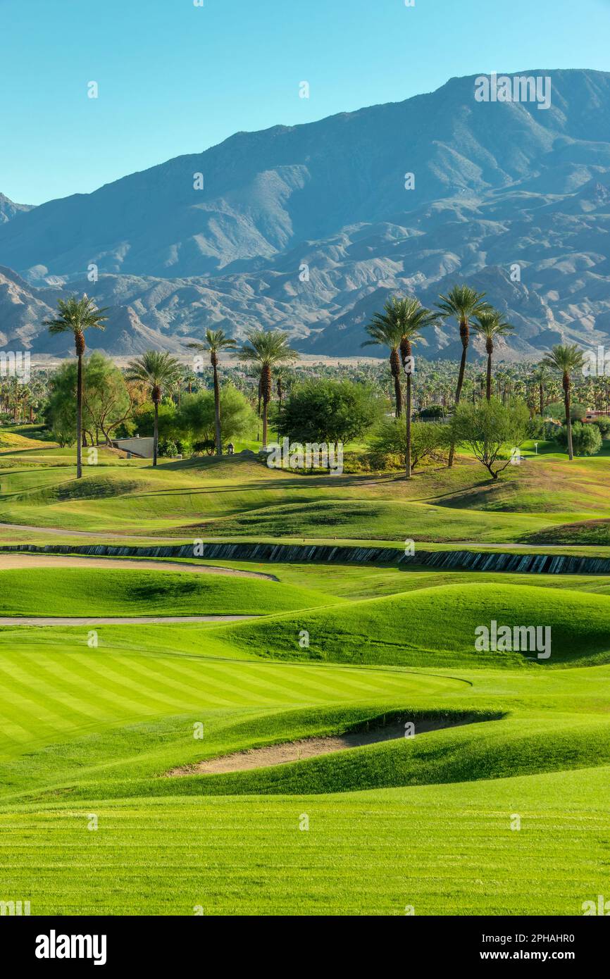 Green lawn and palm trees on a golf course in Palm Springs, California