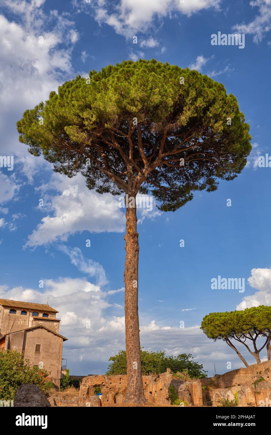Majestic stone pine tree (Pinus pinea) on Palatine Hill in Rome, Italy. Commonly named an Umbrella Pine do to its broad canopy, native region: Mediter Stock Photo