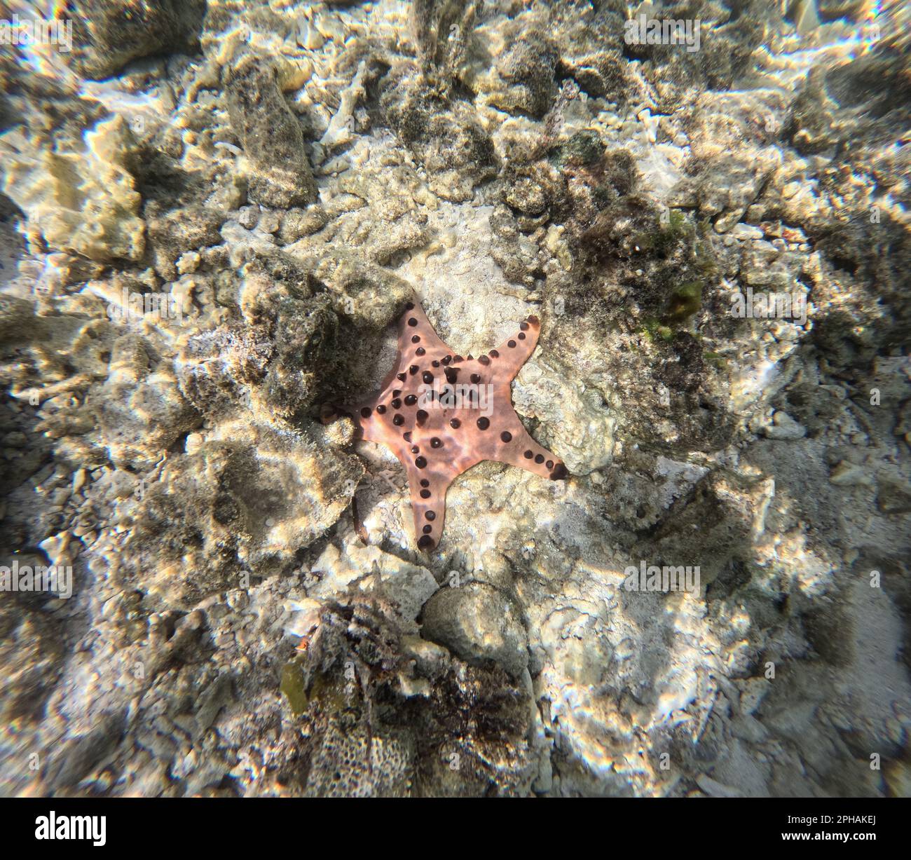 A red starfish on a sun-dappled seabed in Siquijor, Philippines. Stock Photo