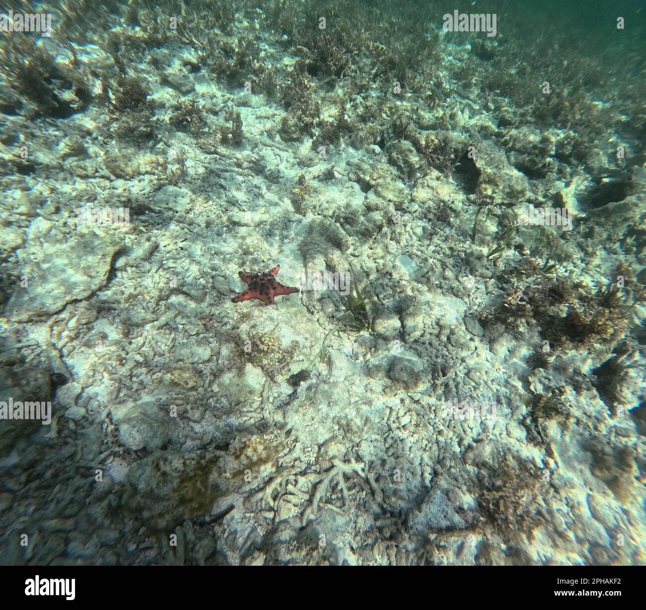 A red starfish on a sun-dappled seabed in Siquijor, Philippines. Stock Photo